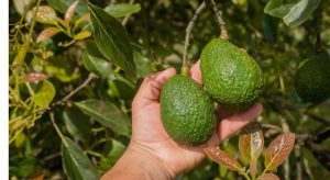 We assist our growers